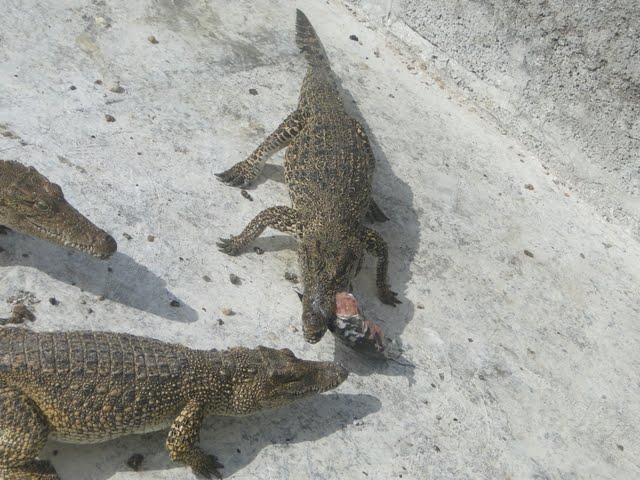File:In crocodile farm.JPG