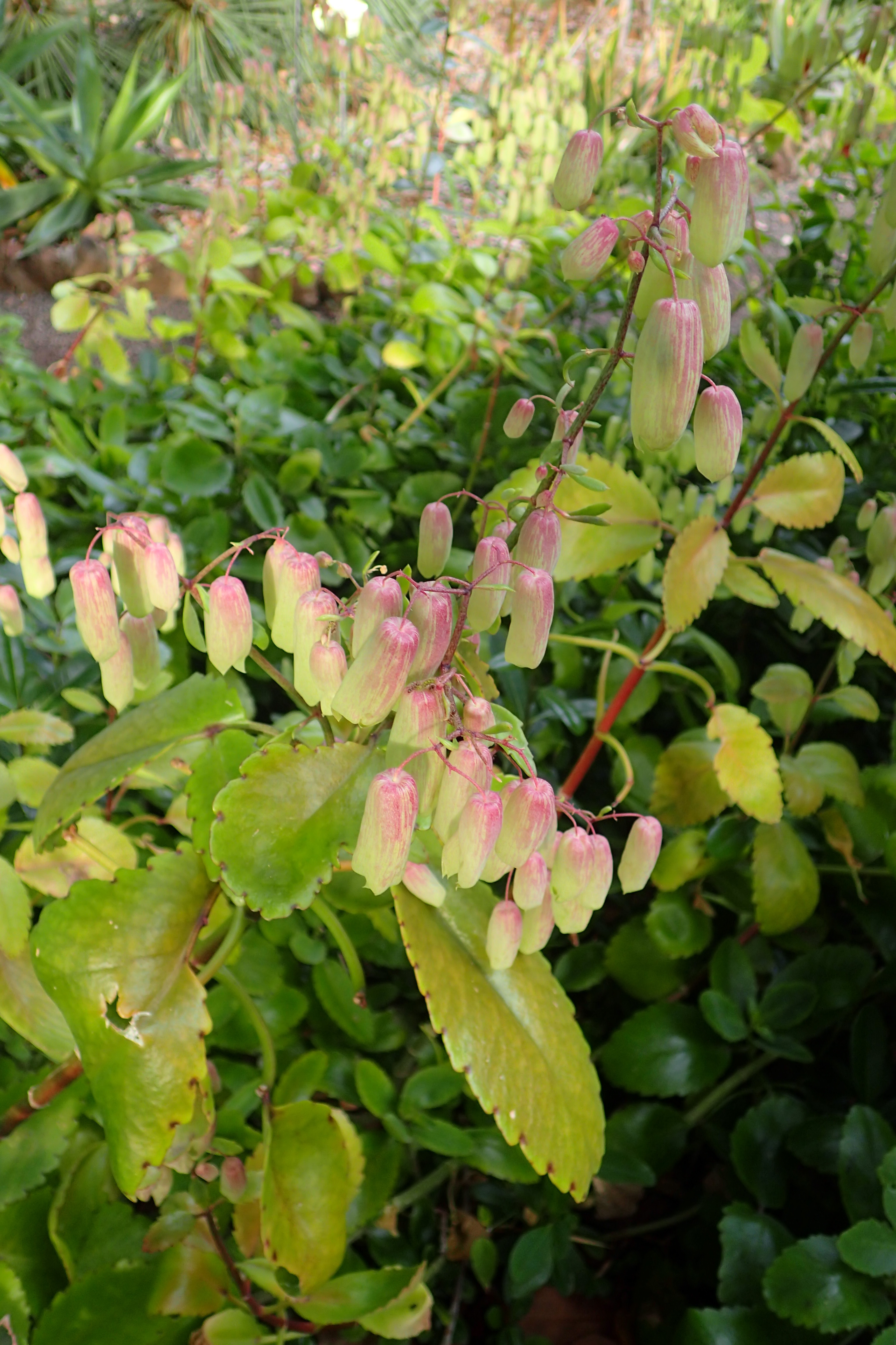 kalanchoe pinnata medicinal uses