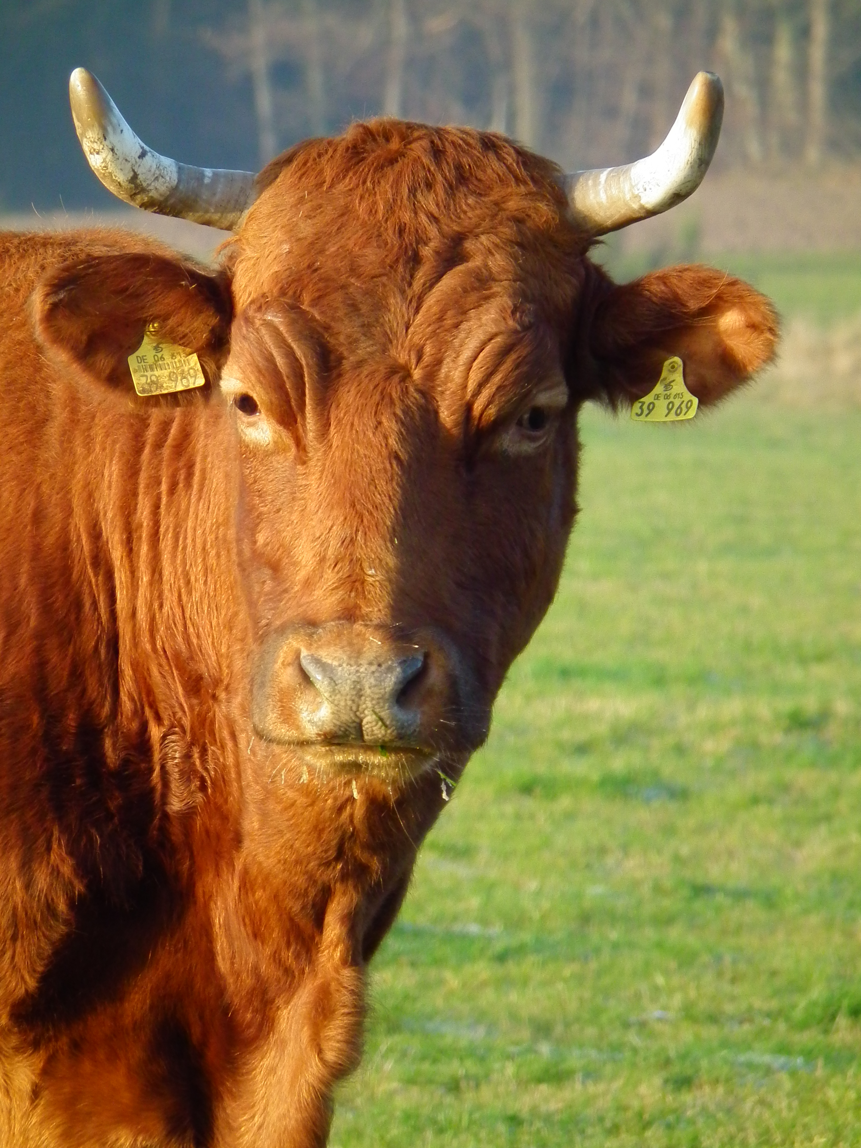 File:Kopf brauner Kuh mit Hörnern und Ohrmarken.JPG - Wikimedia