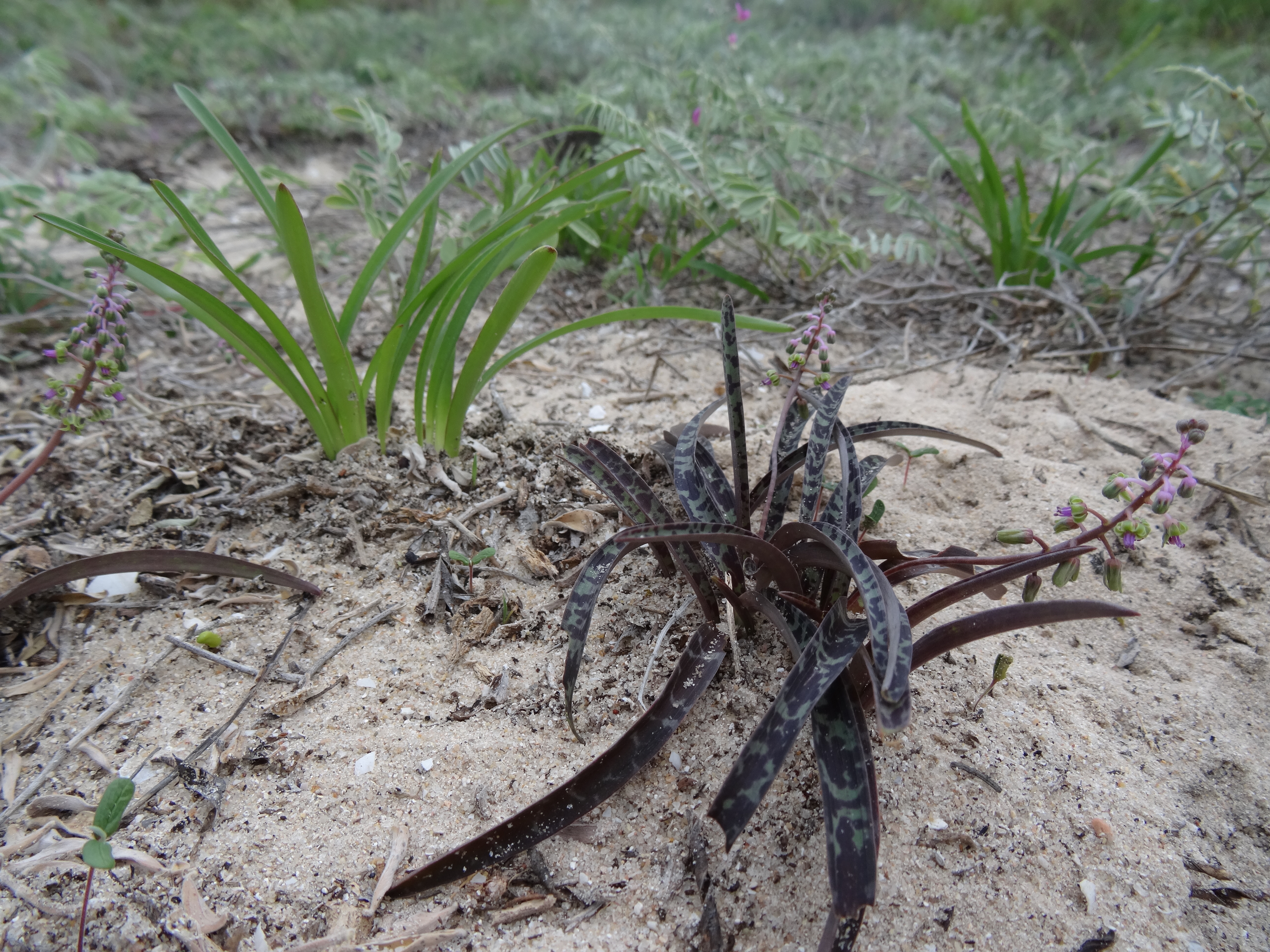 Ledebouria sp. Chuiba 1 (22354630519).jpg