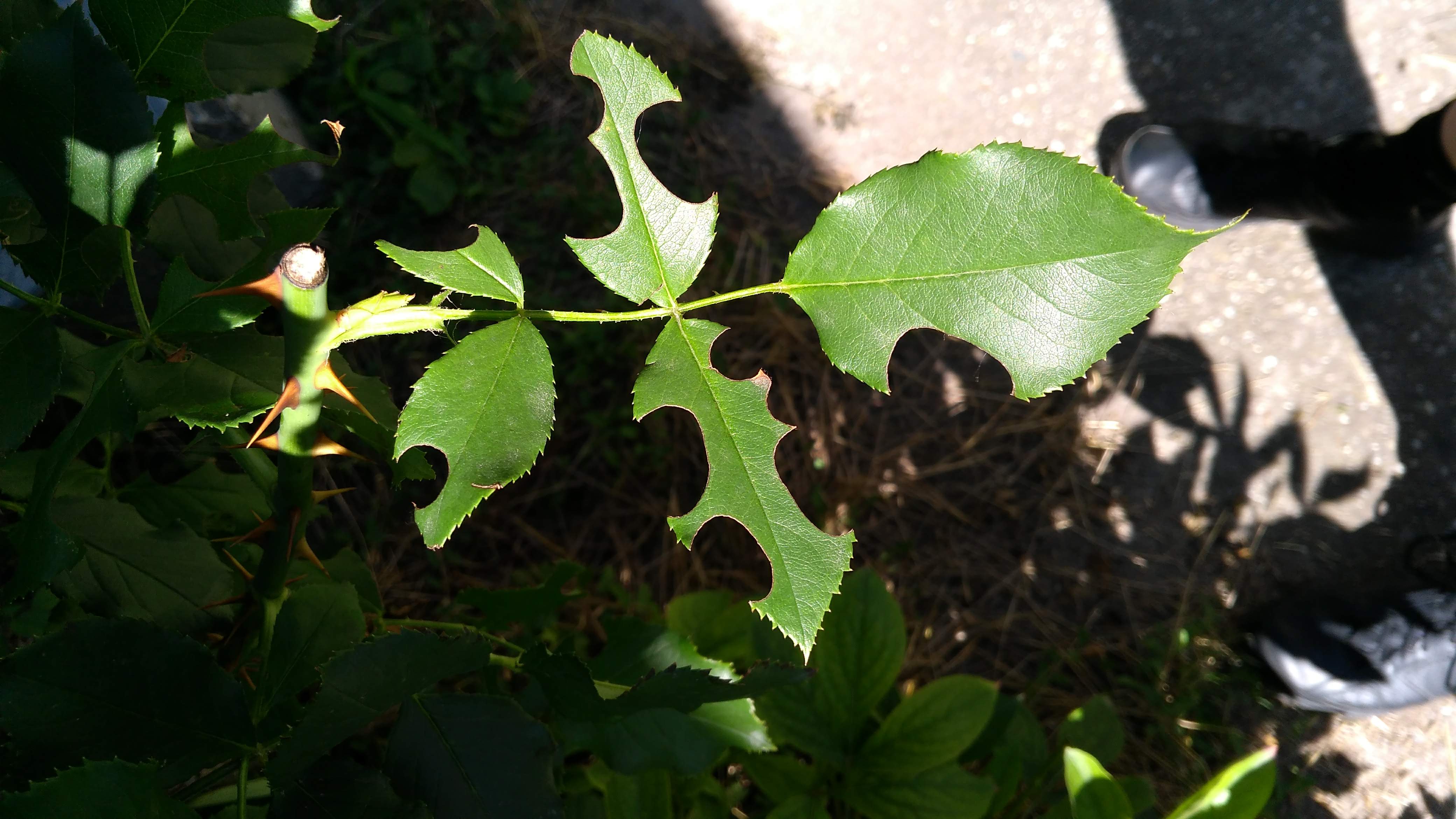 File:Rose Leaf.jpg - Wikipedia