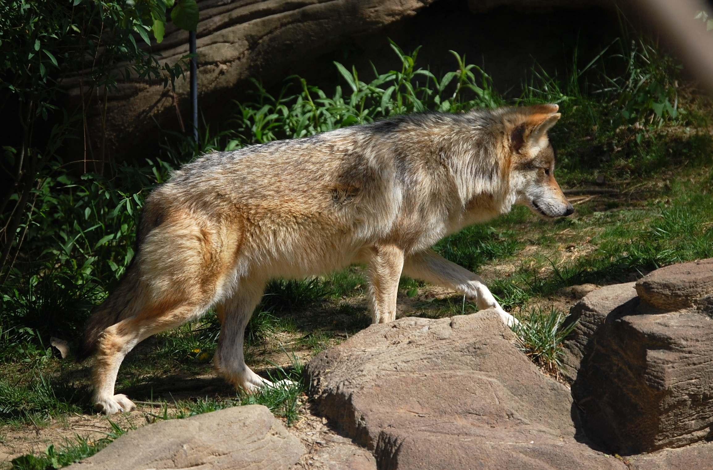 Becoming wolves. Мексика-животный мир-мексиканский волк. Мексиканский волк мультик.