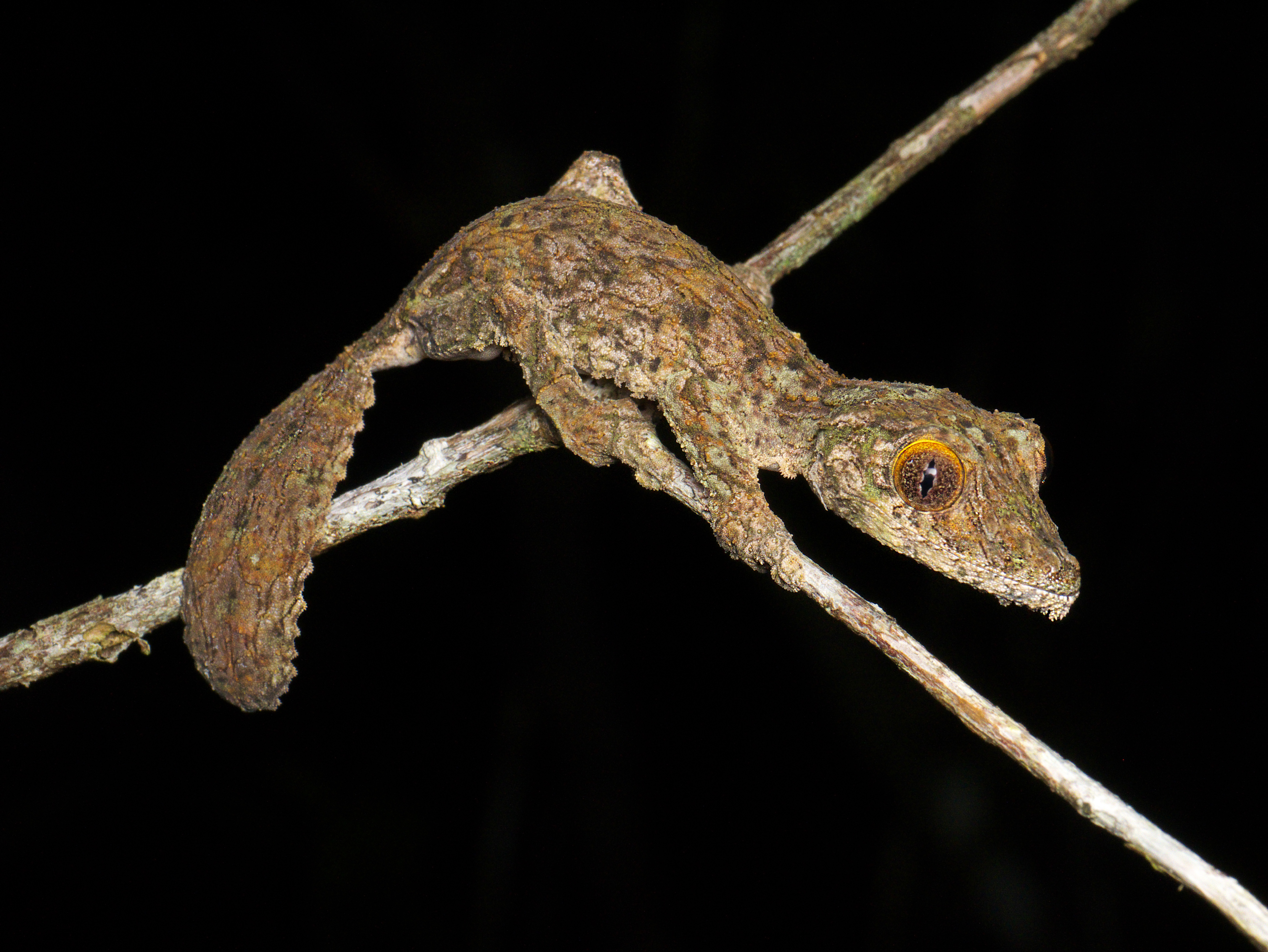 Leaf-tailed gecko {Uroplatus sikorae} toe pad