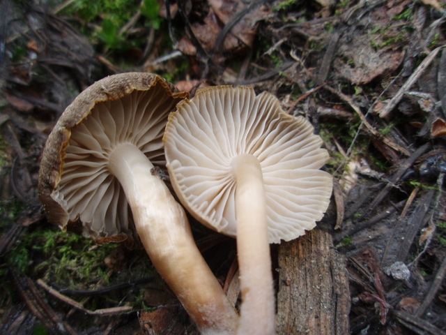 File:Mycena overholtsii gills.jpg