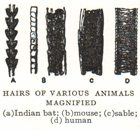 File:NSRW Hairs of Various Animals.jpg