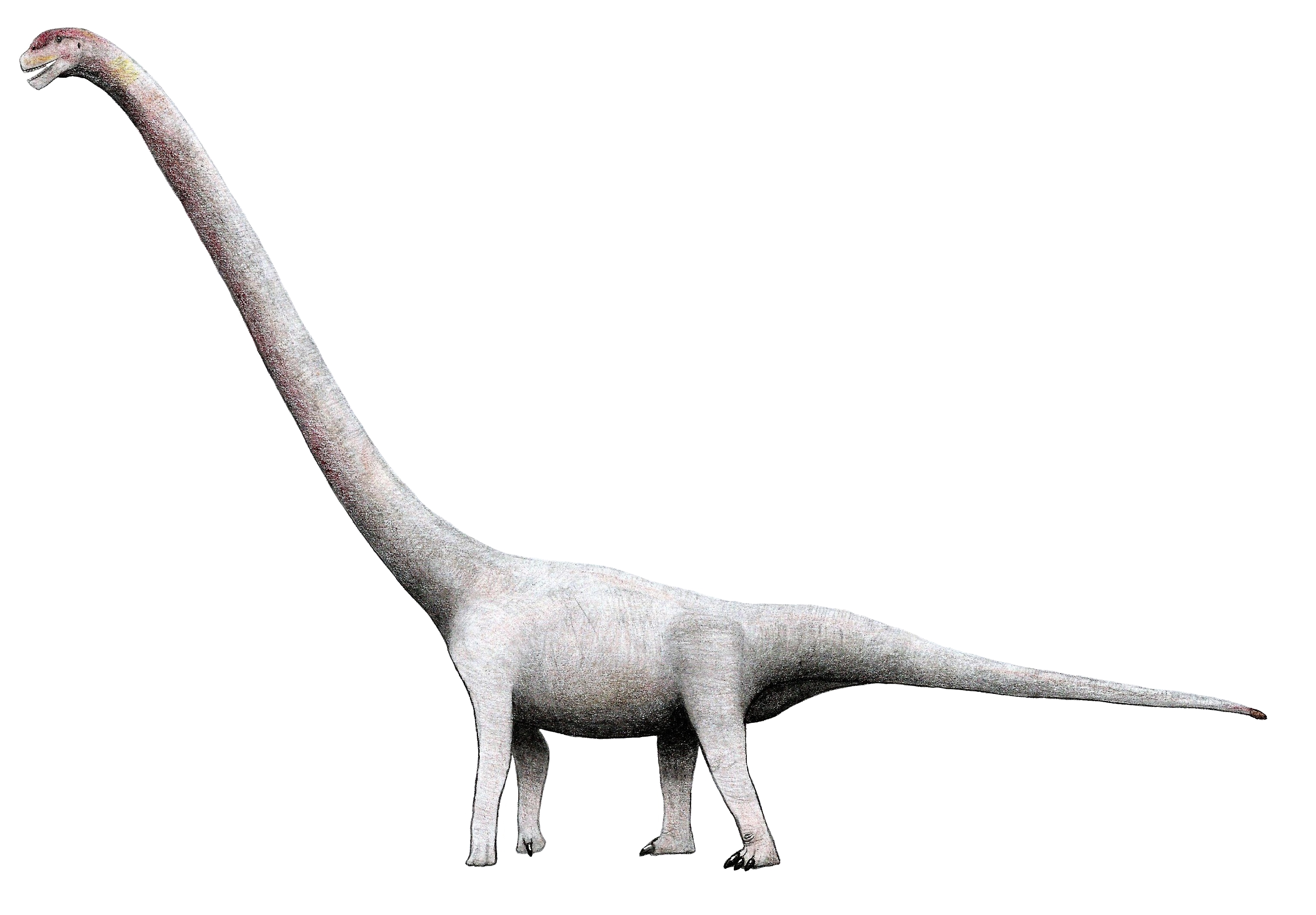 Omeisaurus junghsiensis