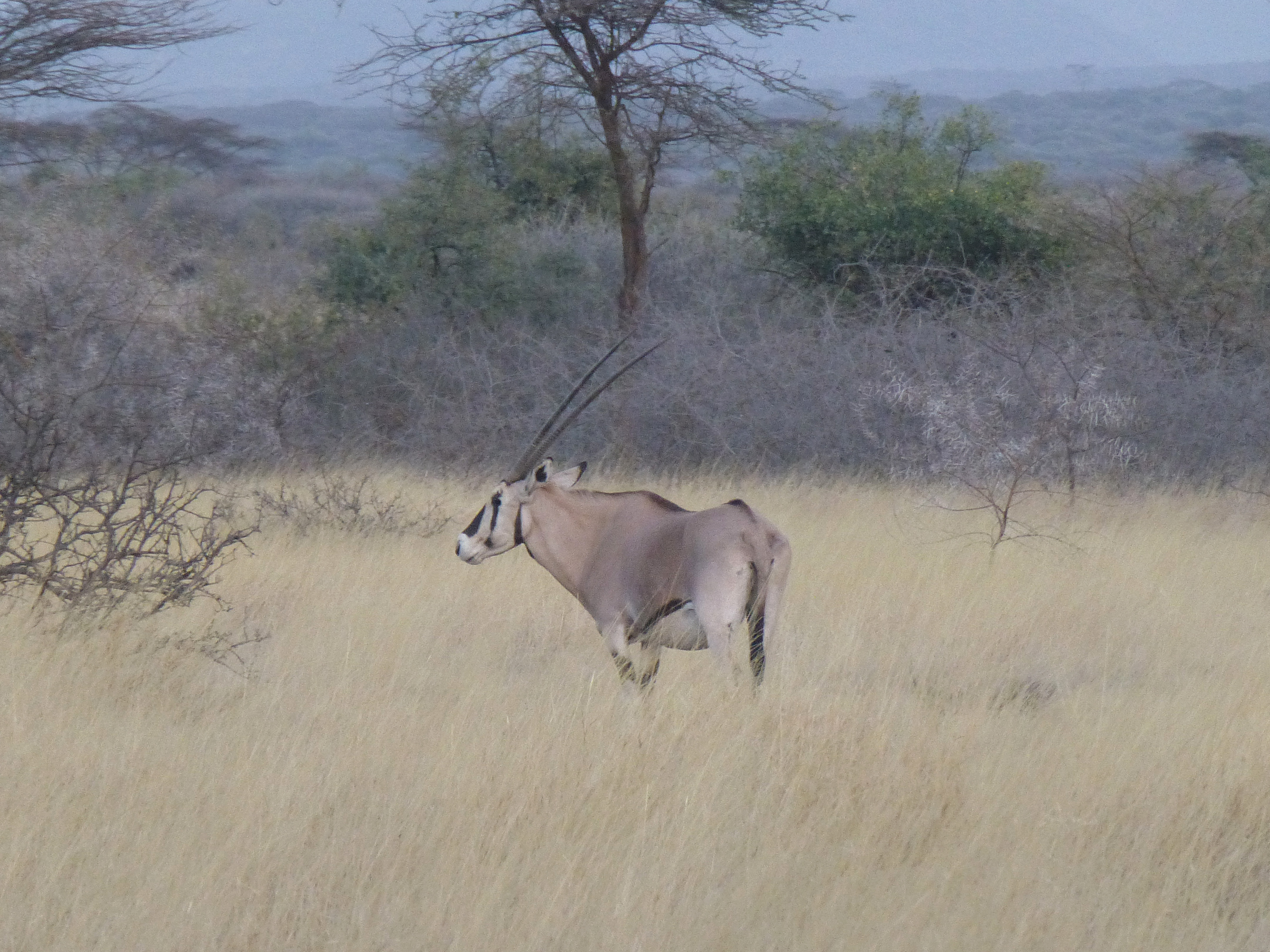 Somali Acacia–Commiphora bushlands and Wikipedia