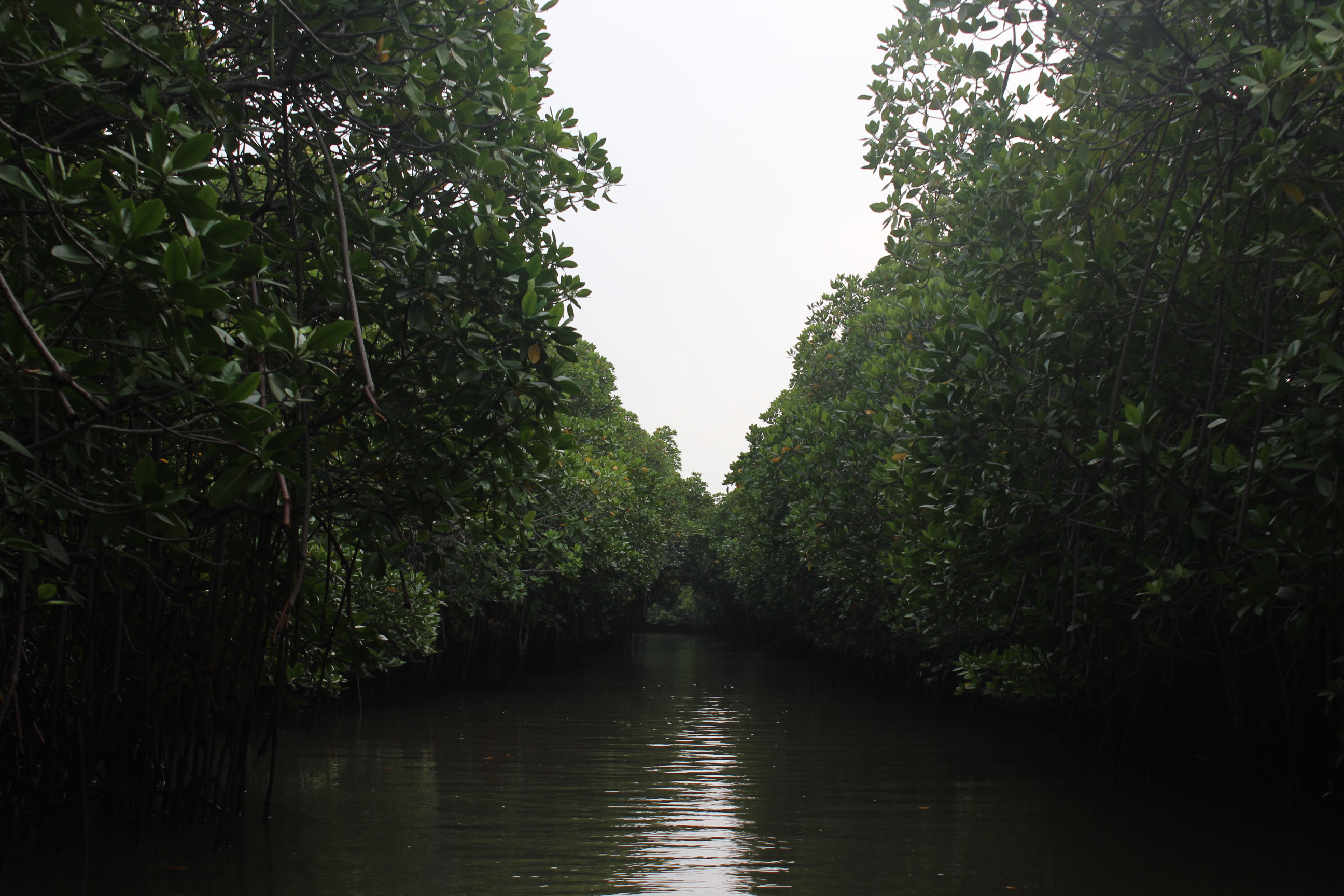 Переведи forest. Mangrove Forest. Мангровые леса ночью. Mangrove Forest перевод. Mangrove Forest Art.