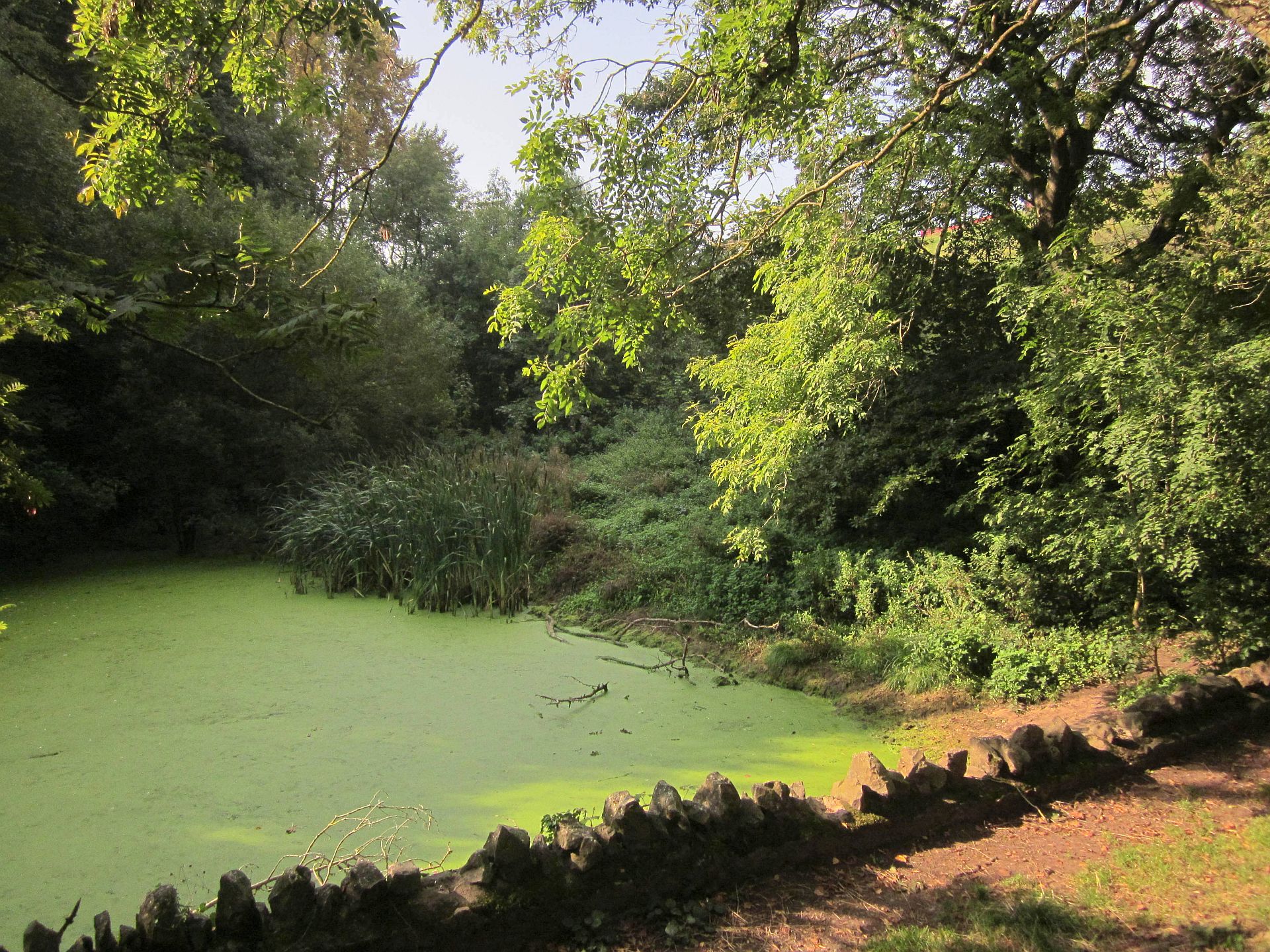 File:Pond, Leigh Woods (geograph 4186257).jpg - Wikimedia ...