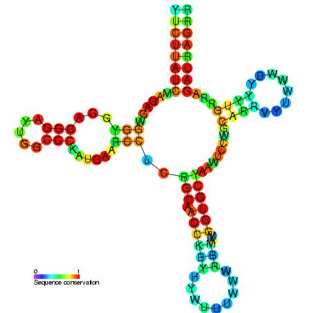 Deinococcus radiodurans - Wikipedia