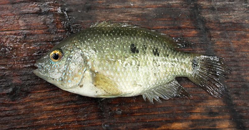 File:Rio Grande Cichlid (Heirichthys cyanogutatum) (174118745).jpg