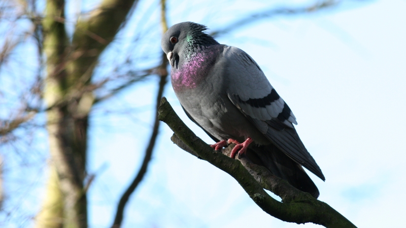 File:Rock Pigeon (Columba livia) (01).jpg