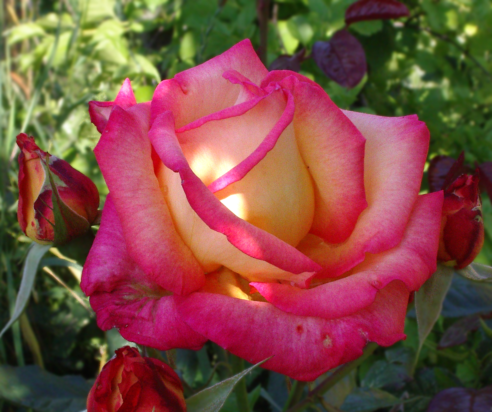 file-rose-flower-pinkish-jpg-wikimedia-commons