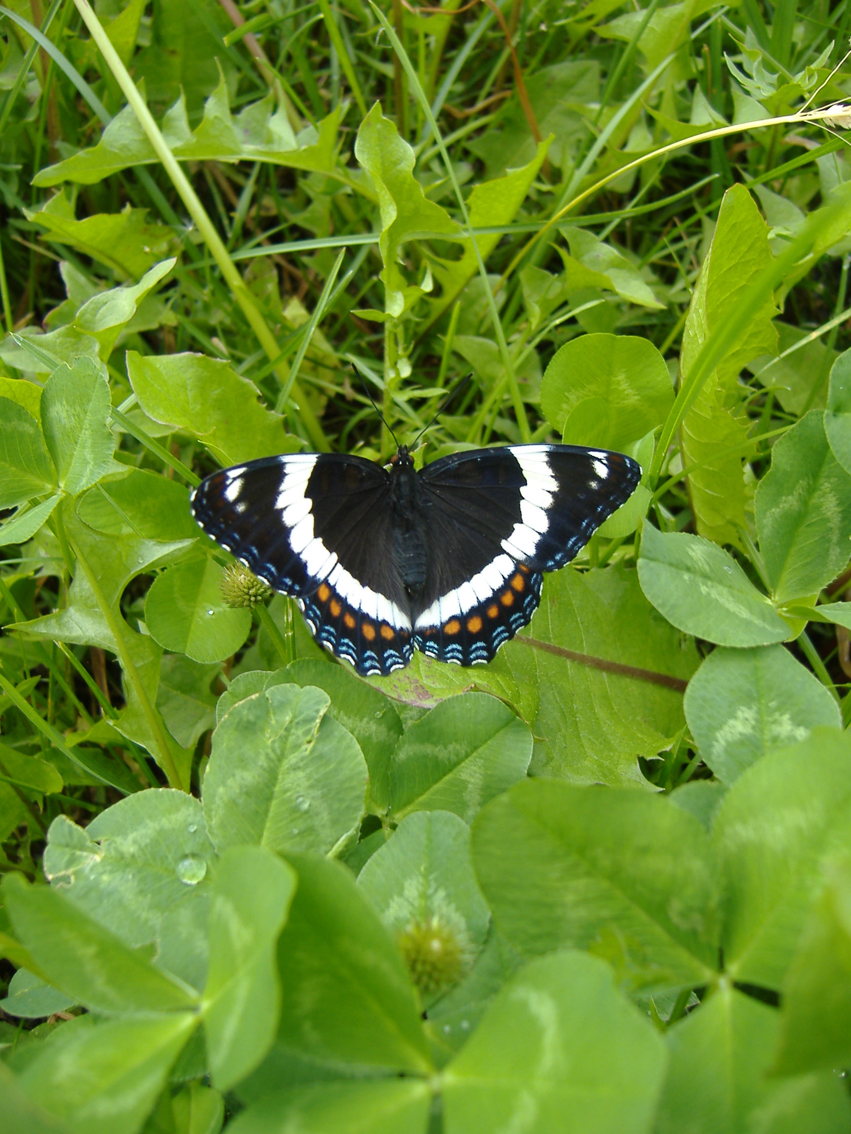 File Saskatoon Butterfly Jpg Wikimedia Commons