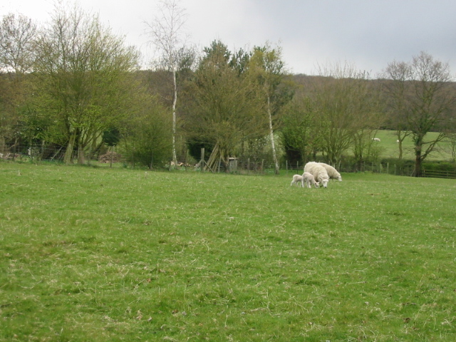 File:Sheep fields between Honey Hill and Denstroude Lane - geograph.org.uk - 757560.jpg