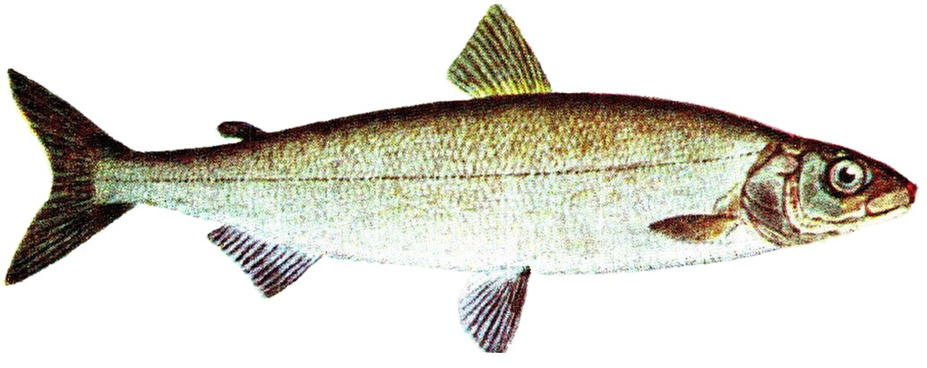 Что за рыба щекур фото - подробная информация о рыбе щекур, фотографии
