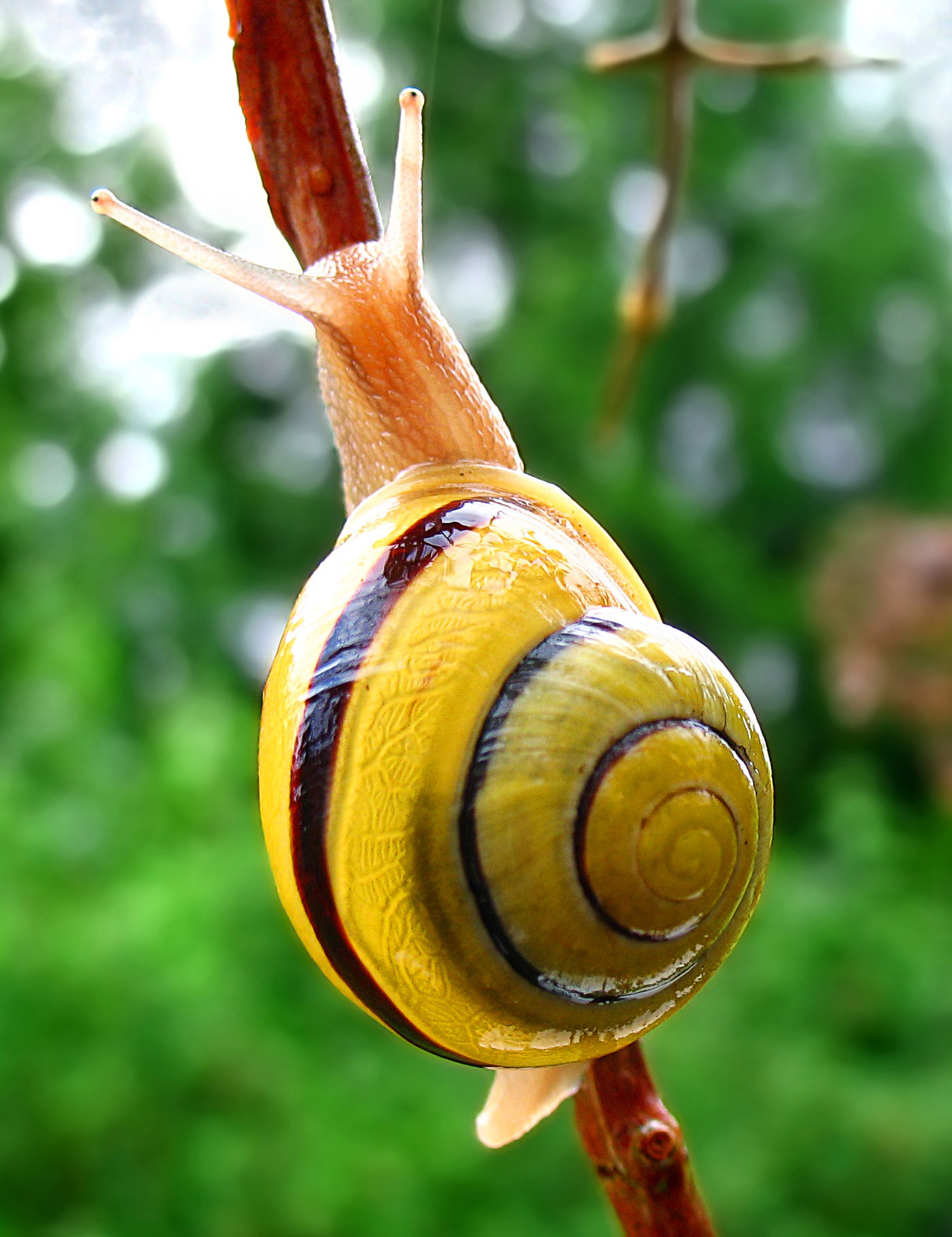 archivo-snail-wa-edit02-jpg-wikipedia