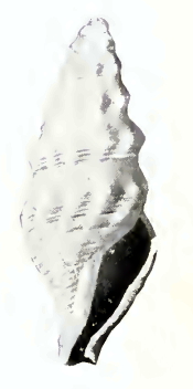 Spirotropis laodice 001.jpg