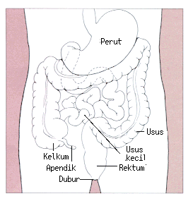 File:Stomach colon rectum diagram - ms.gif