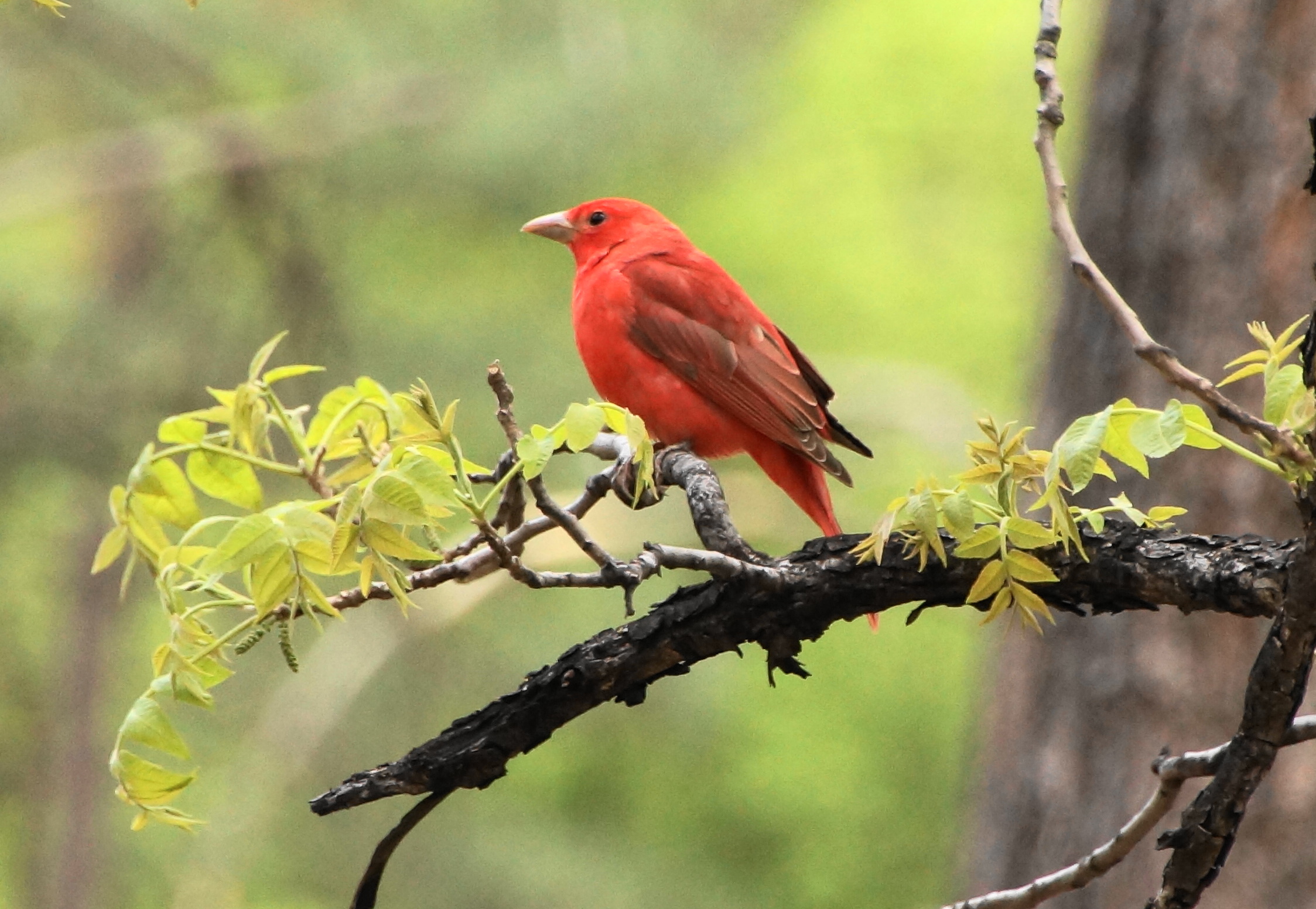 Que comen los pajaros pequeños