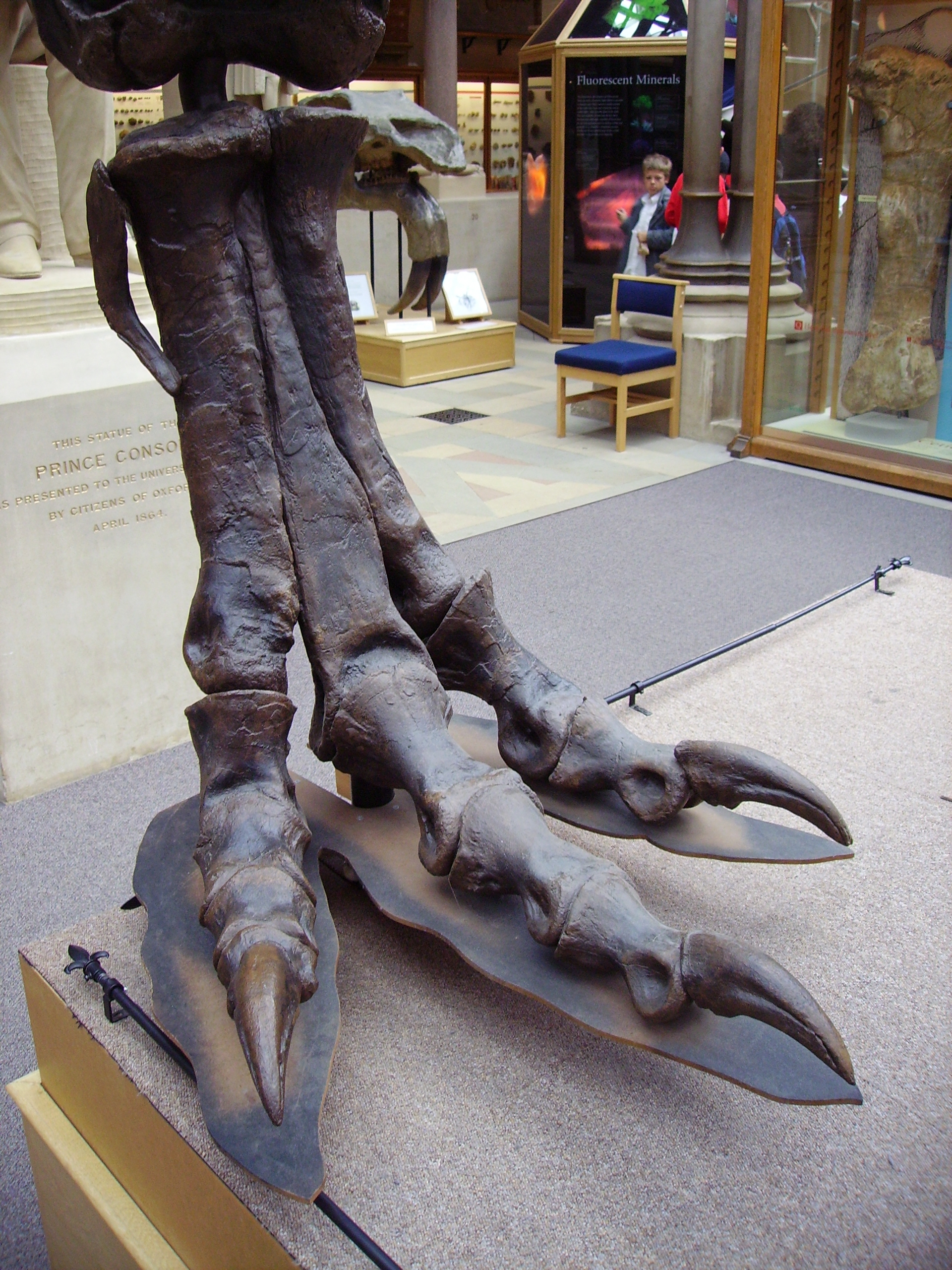 Tyrannosaurus rex - Página 3 T._rex_right_hind_foot_(lat)