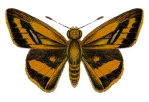 <i>Telicota mesoptis</i> Species of butterfly