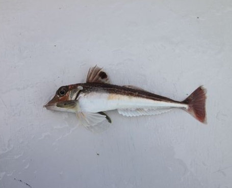 File:The grey gurnard.jpg