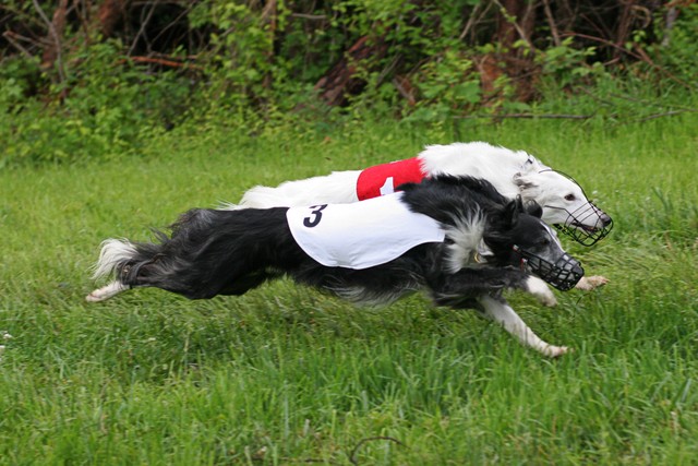 File:Two Silken Windhounds, running.jpg