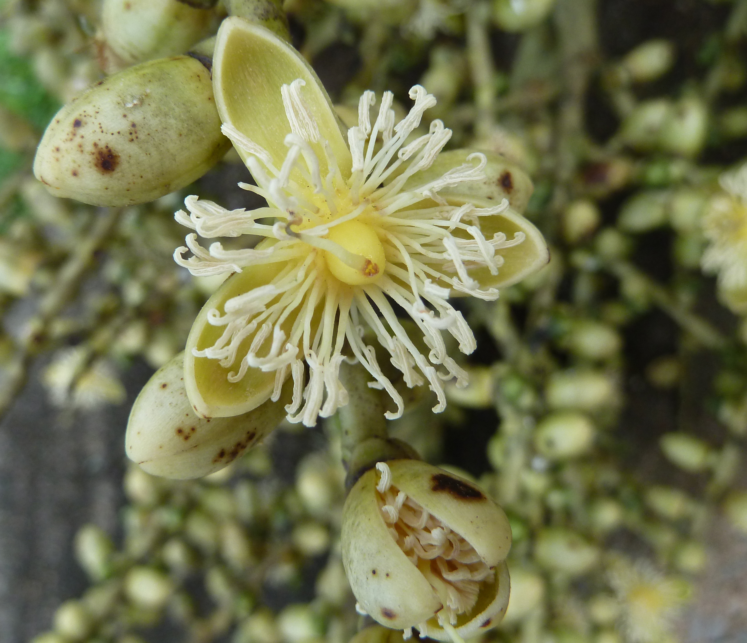 Wodyetia bifurcata flower.jpg