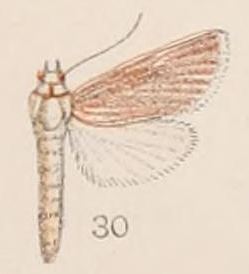 <i>Patissa</i> genus of insects