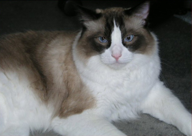 File:A Real Ragdoll seal colourpoint.jpg