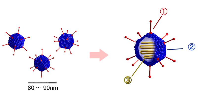 File:Adenovirus structure.png