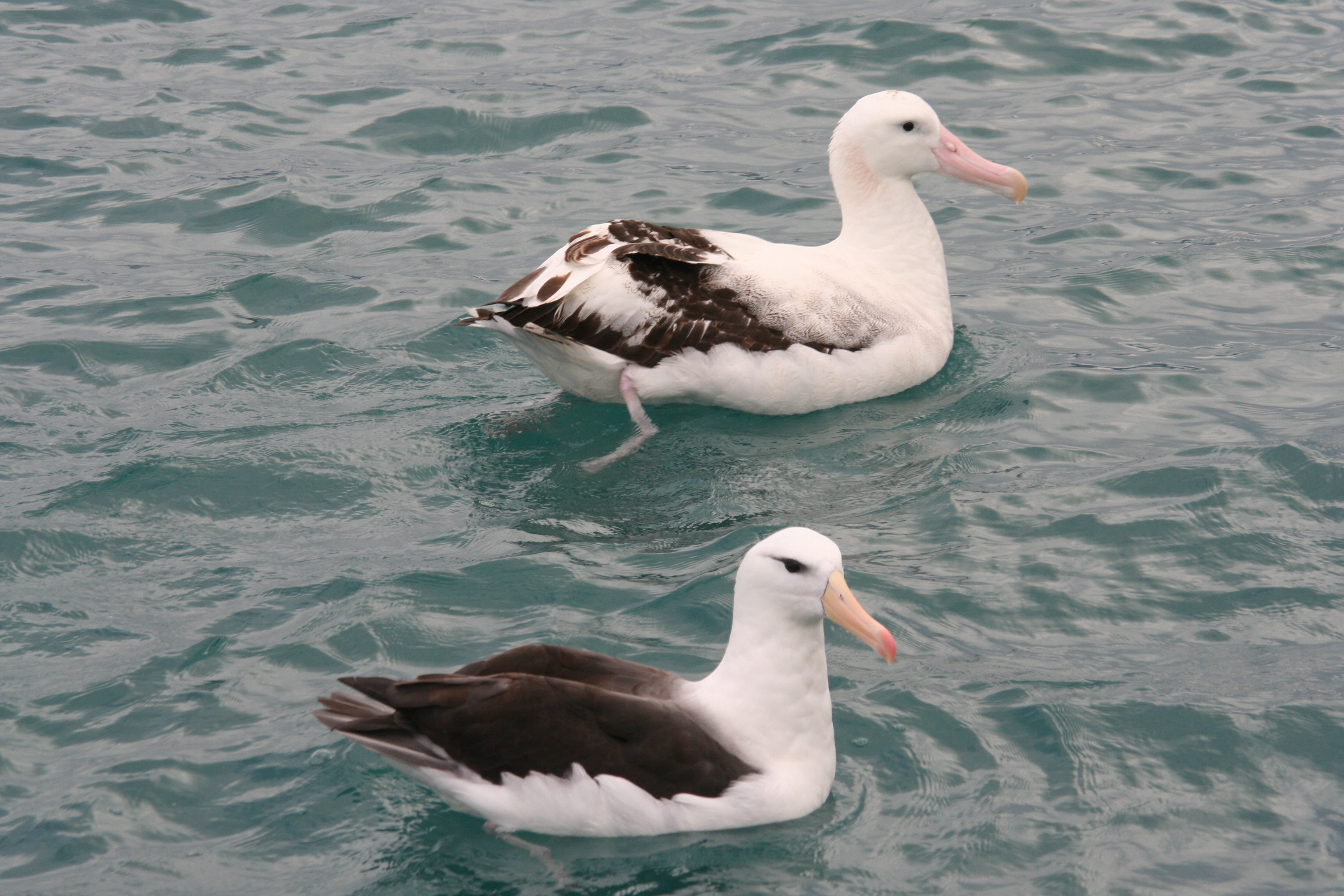 Albatross and Mollymawk comparison.jpg