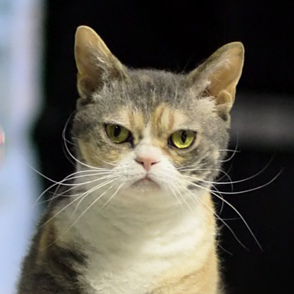 File:American Wirehair - CFF cat show Heinola 2008-05-04 IMG 8721 (cropped 2023).JPG