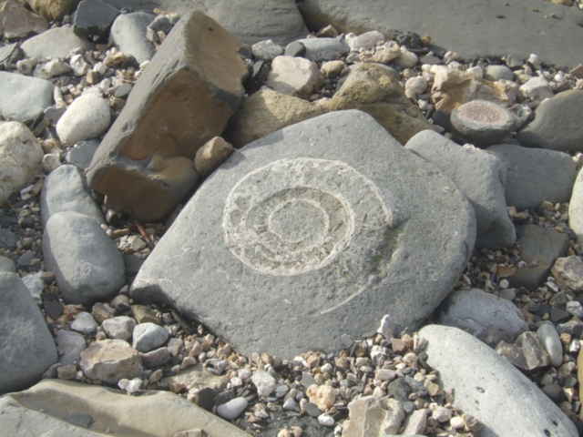 File:Ammonites on Monmouth Beach, Lyme Regis - geograph.org.uk - 1186408.jpg