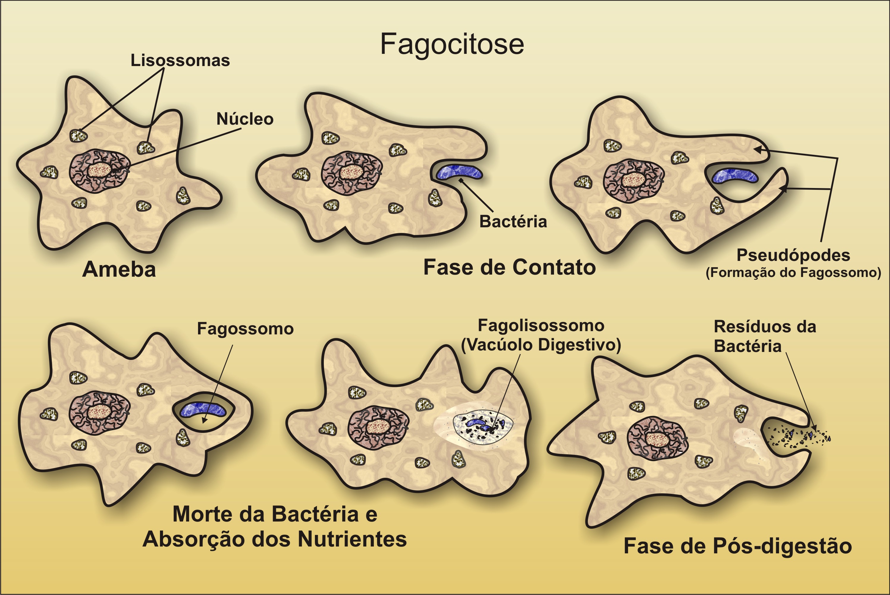 Амеба процесс. Амеба Протей и фагоцитоз. Фагоцитоз амеба. Фагоцитоз у амёбы рисунок. Фагоцитоз амеба этапы.