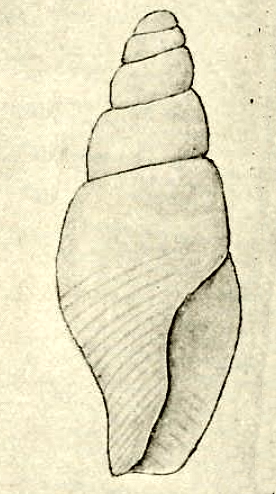 <i>Aoteatilia psila</i> Species of gastropod