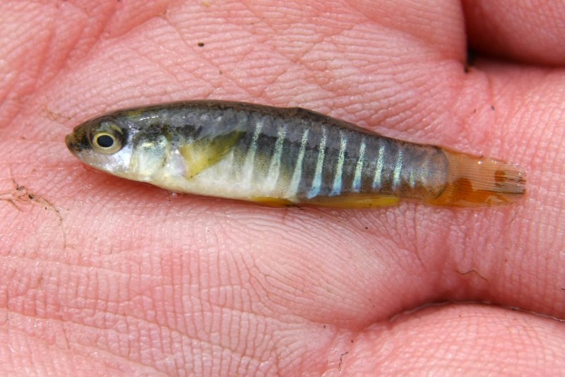 File:Aphanius fasciatus male.jpg