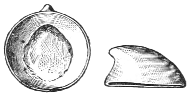 File:Archinacella instabilis.png