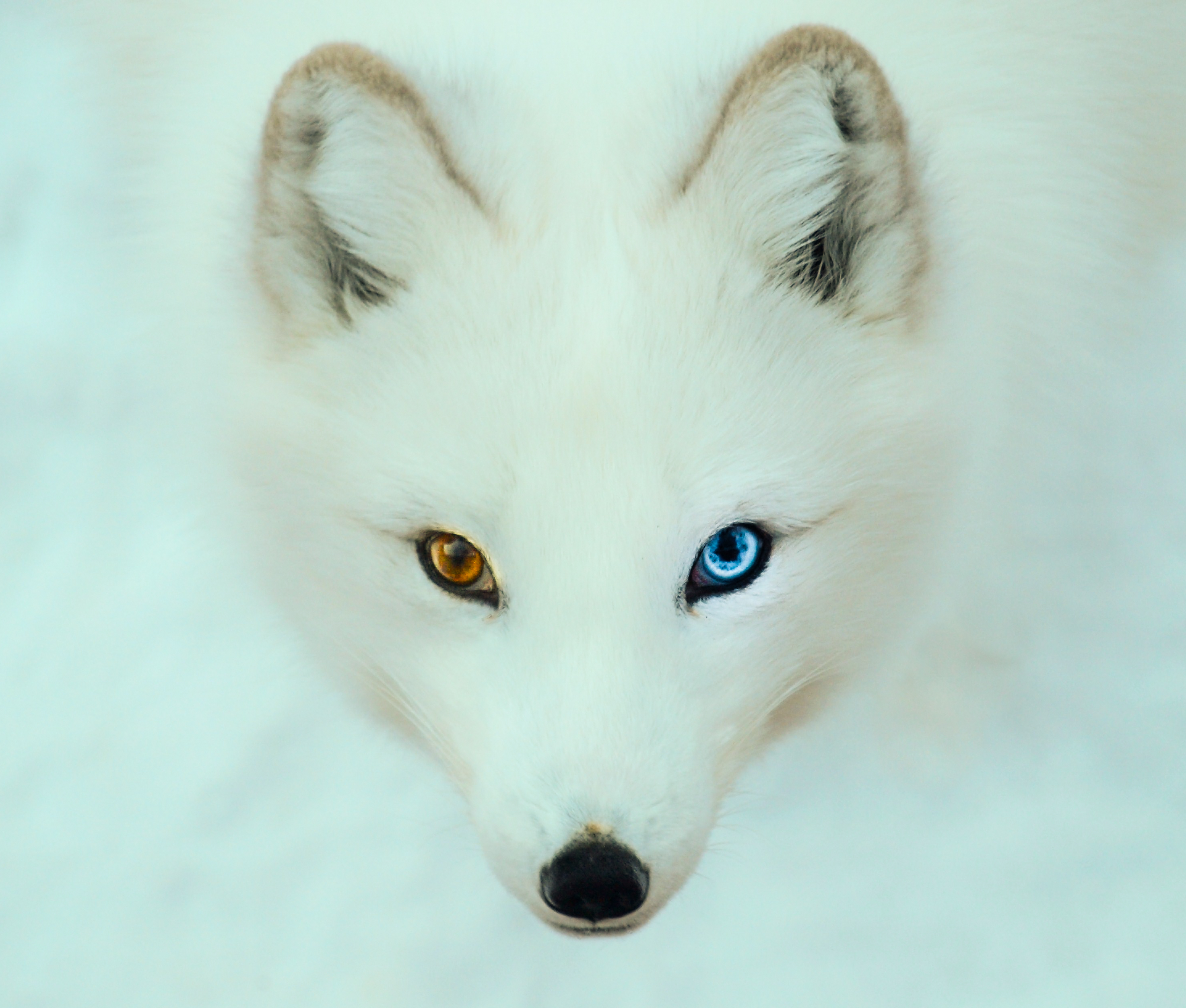 arctc fox