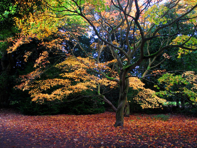 File:Autumn show - geograph.org.uk - 117983.jpg