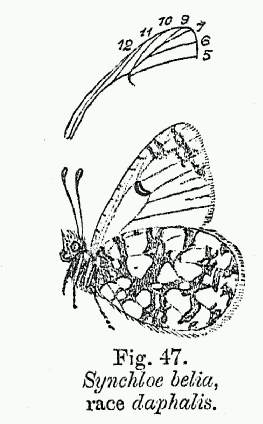 Euchloe daphalis