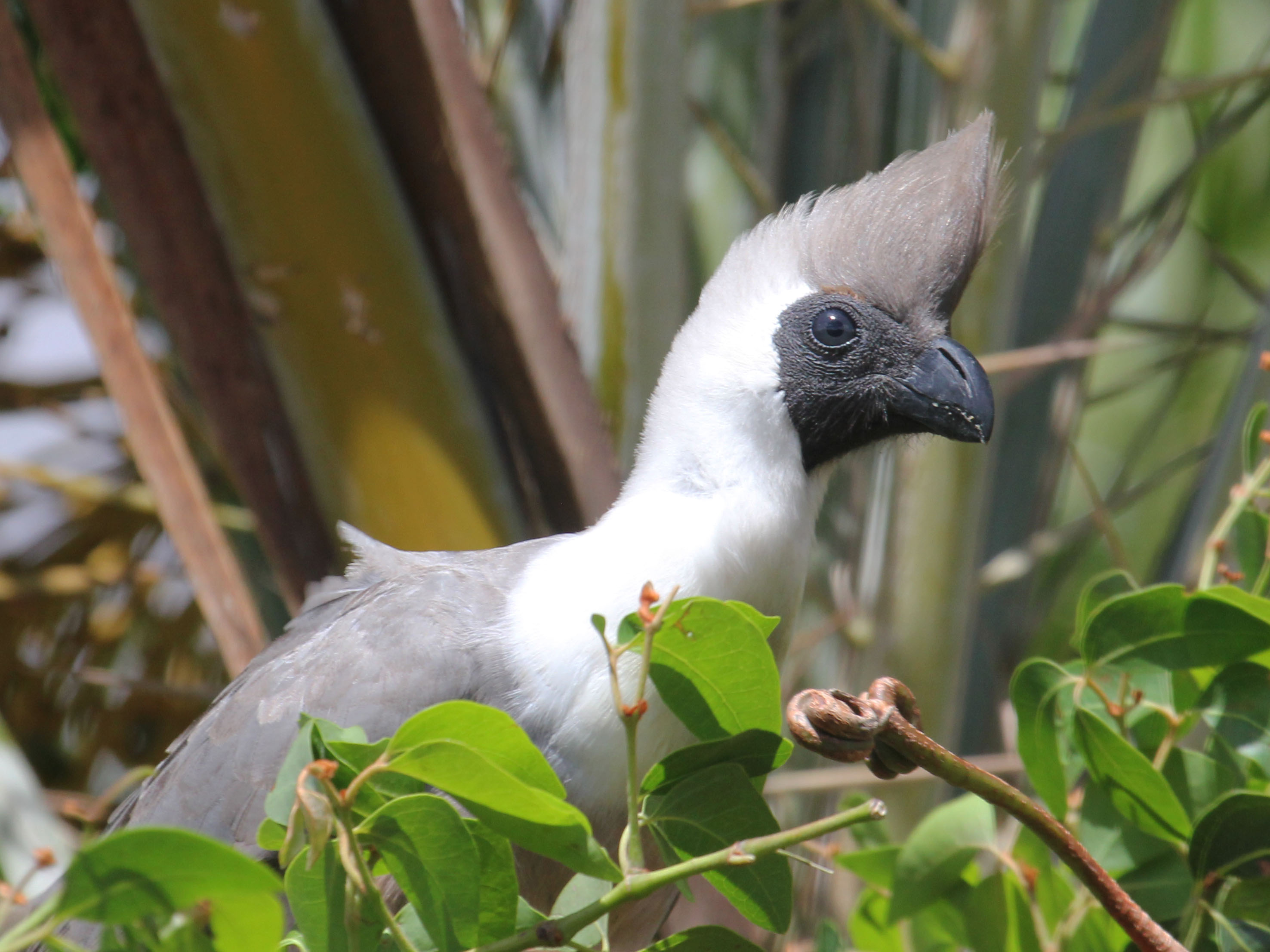 https://upload.wikimedia.org/wikipedia/commons/a/a2/Bare-faced_Go-away-bird_RWD5.jpg