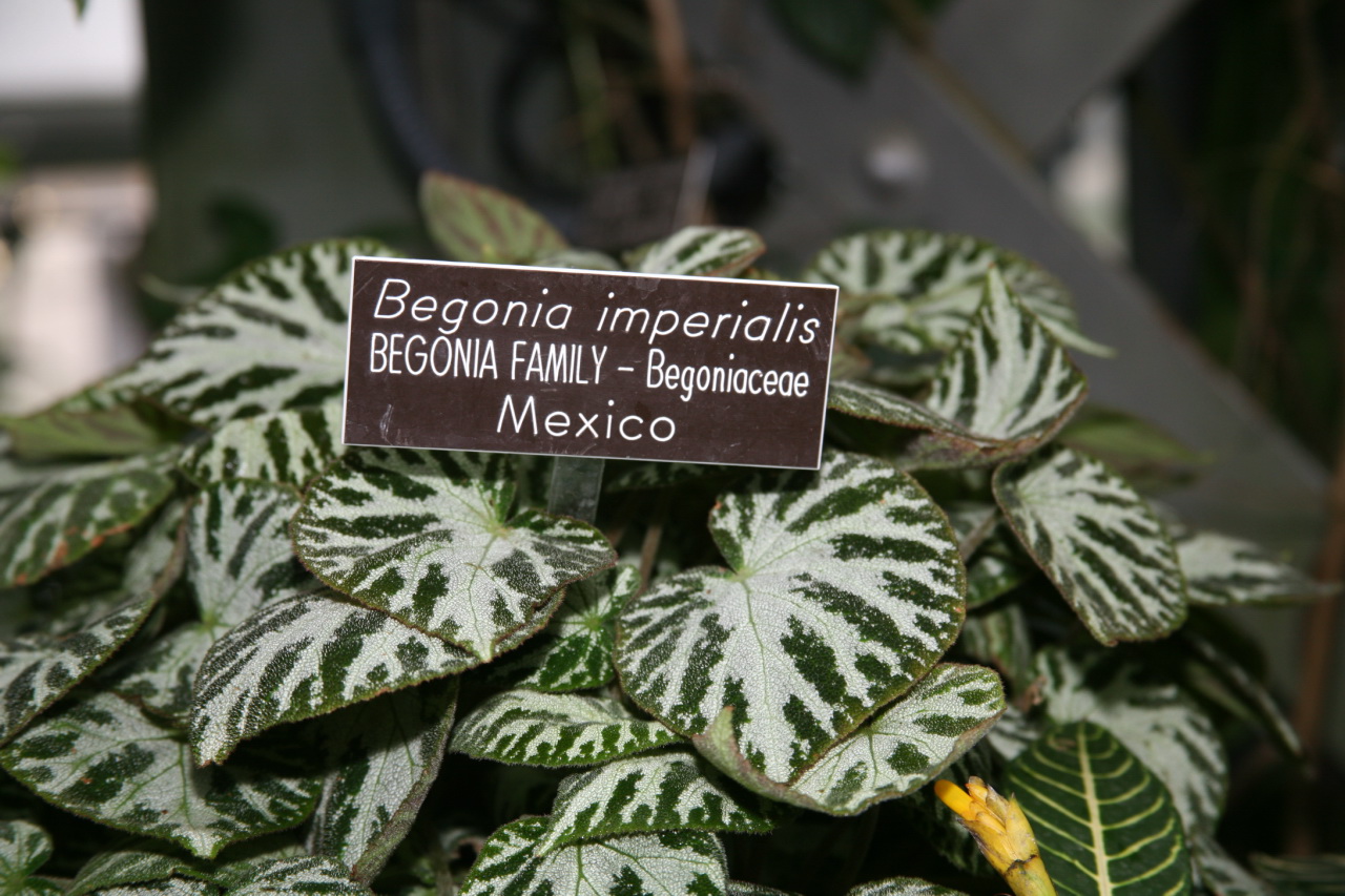 Details 282 imagen begonia imperial