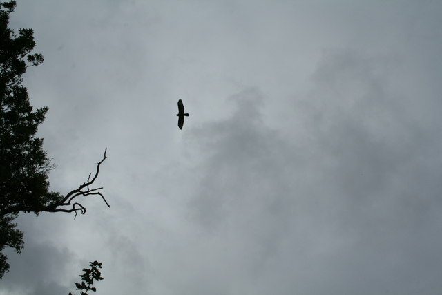 File:Bonus Buzzard - geograph.org.uk - 537836.jpg