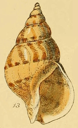 <i>Buccinum humphreysianum</i> Species of gastropod