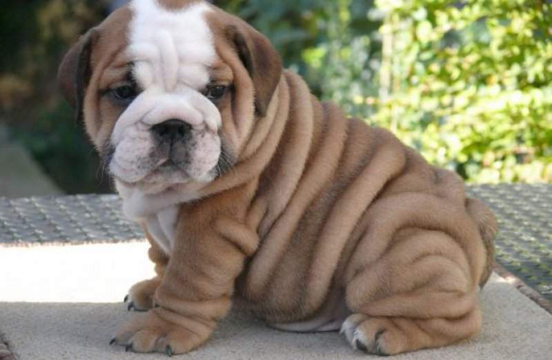 File:Bulldogpuppy11.jpg