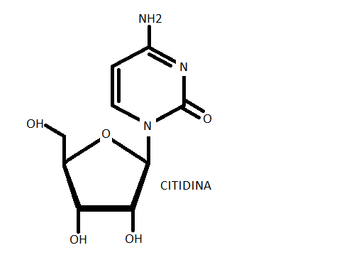 Схема образования цитидина