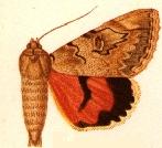 <i>Catocala juncta</i> Species of moth