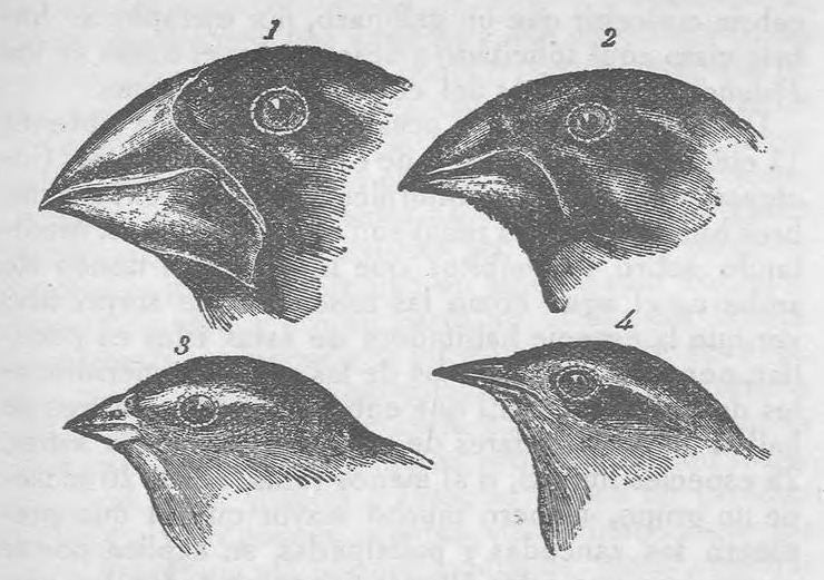 File:Charles Darwin - Diario del viaje de un naturalista alrededor del  mundo - Tomo II (page 197 crop).jpg - Wikimedia Commons